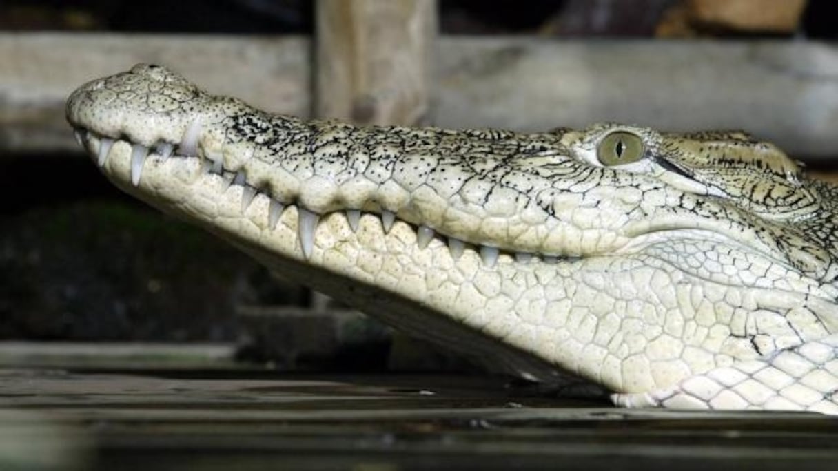 Le reptile s'est introduit par une porte arrière de la station de police.
