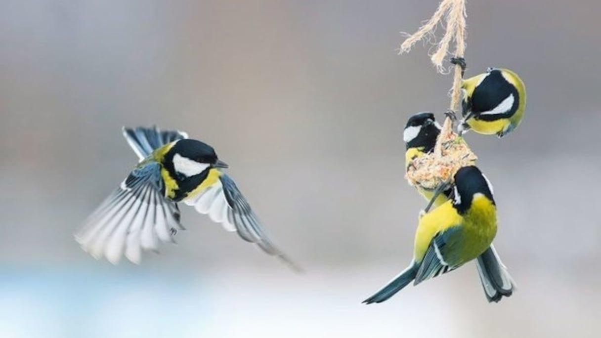 Les humains confinés, les oiseaux chantent à tue-tête.
