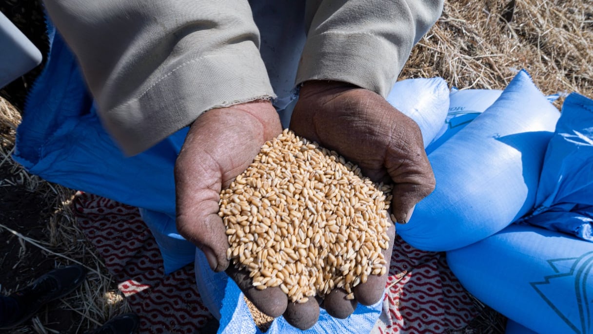 Récolte de blé par des agriculteurs égyptiens dans le village de Bamha, près de la ville d'al-Ayyat, dans la province de Gizeh, à environ 60 km au sud de la capitale Le Caire, le 17 mai 2022.
