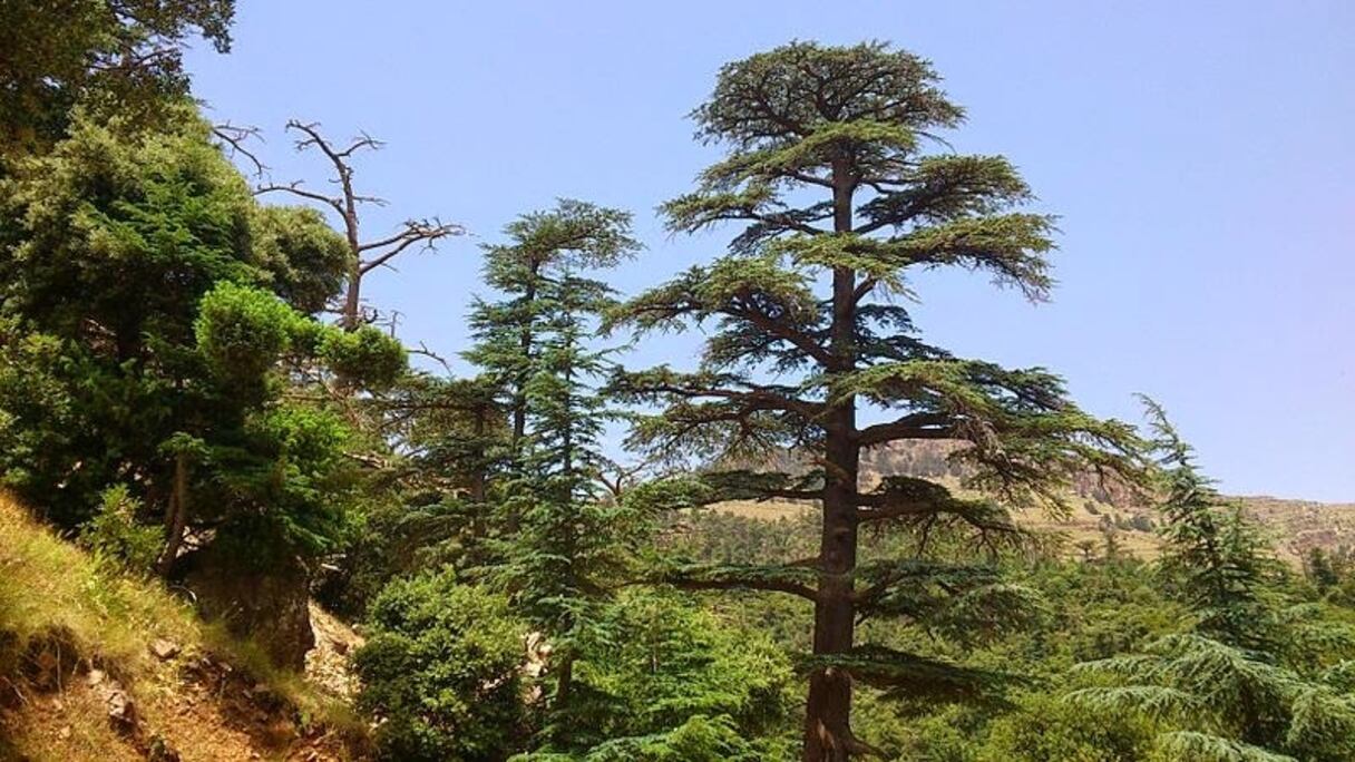 La biodiversité du Moyen Atlas est menacée par l'abattage illégal des cèdres. Des milliers d'arbres y sont coupés chaque année, en particulier dans la forêt d'Ajdir.
