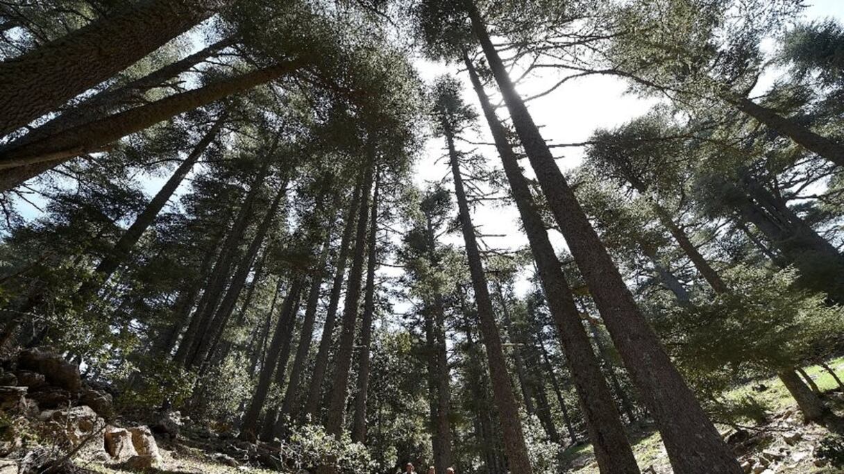 Cèdres du Moyen Atlas, pris en contre-plongée. Le Maroc abrite la principale cédraie en Méditerranée et Cedrus atlantica s'y étend sur 134.000 hectares. Un écosystème de nos jours menacé par le dérèglement climatique et la pression humaine.
