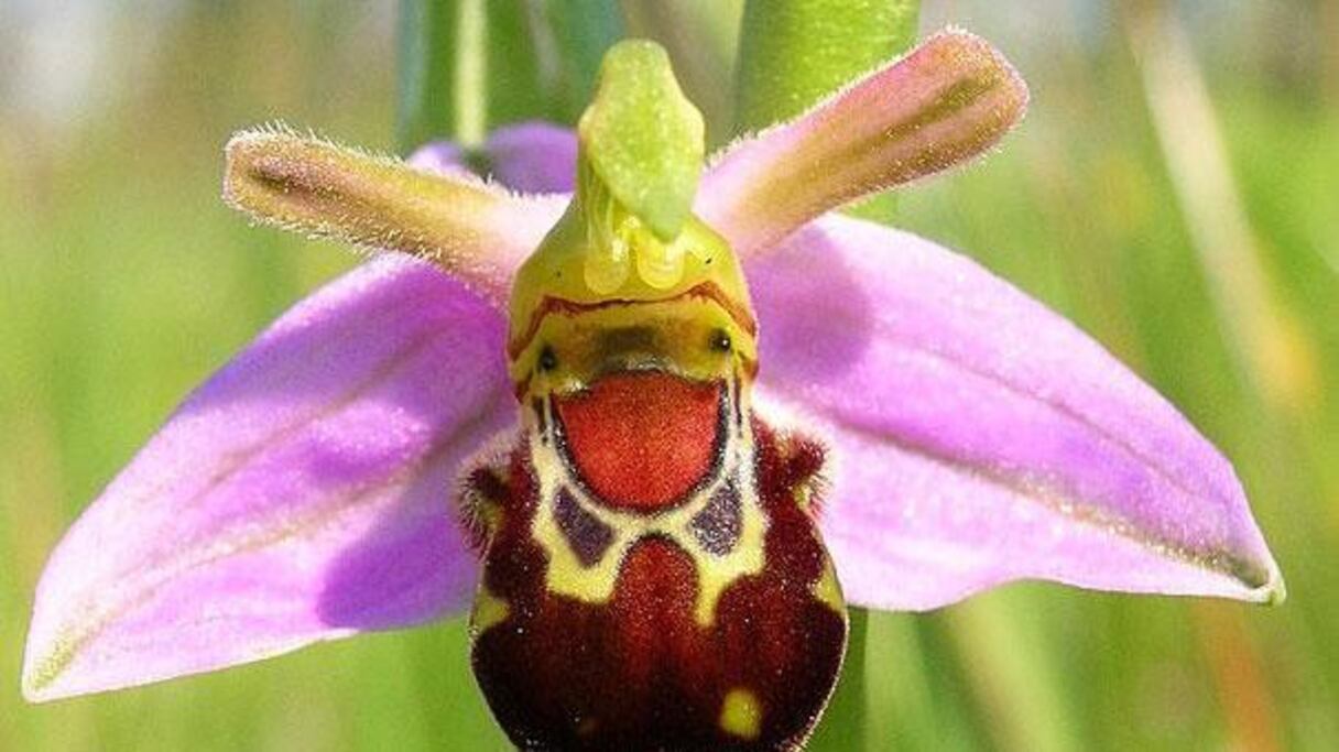 Ophrys Bomybliflora: une pimpante abeille qui pique... un fou rire!
