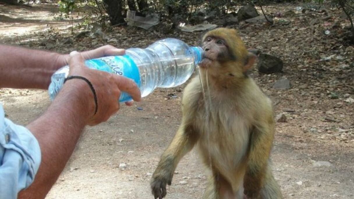 A Azrou, Maroc, un homme offre à boire à un singe Magot assoiffé. 
