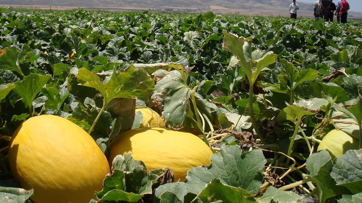 La culture du melon provoque l'assèchement de la nappe phréatique dans le sud du Maroc.
