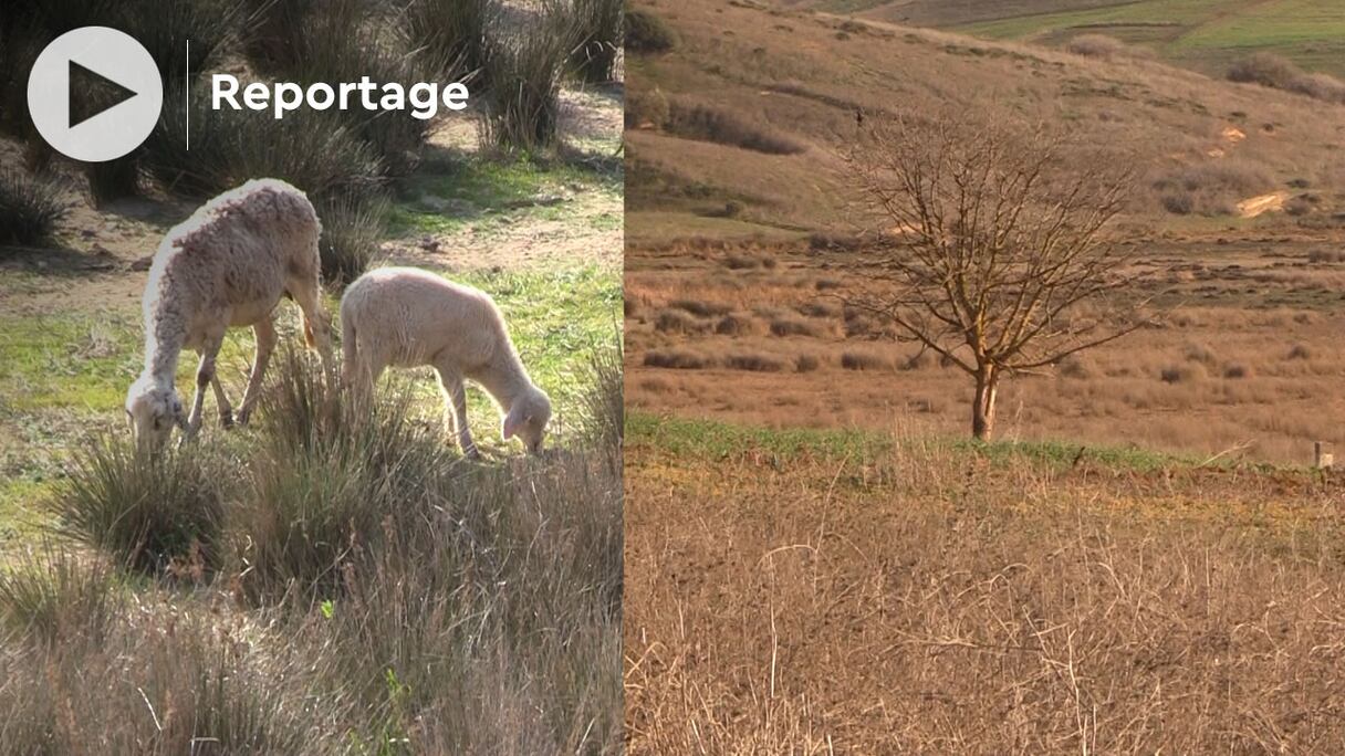 Dans la région agricole de Khémisset, à 100 kilomètres au nord-est de Rabat, les paysans sont inquiets du manque de précipitations en ce début février 2022.
