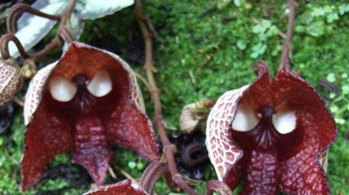 Inquiétante présence, en effet, que celle de ces Aristolochia Salvadorensis.
