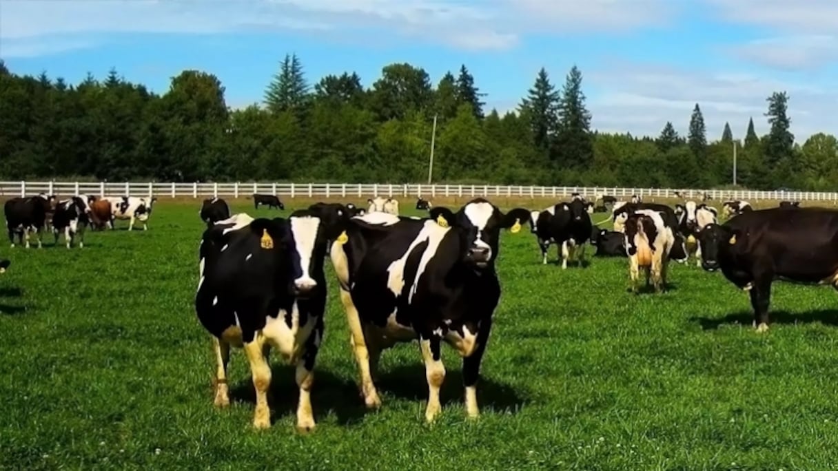 14.000 vaches originaires d'Allemagne et des États-Unis seront transportées par avion vers l'émirat. 
