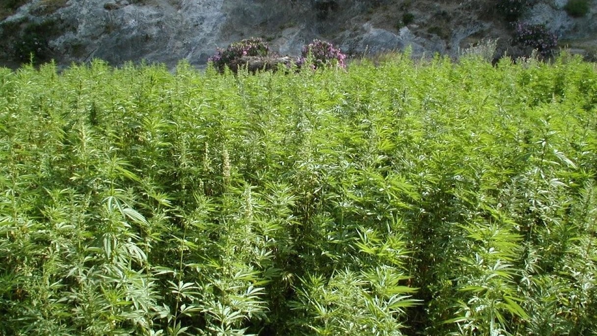 Plantation de chanvre (Cannabis sativa). 
