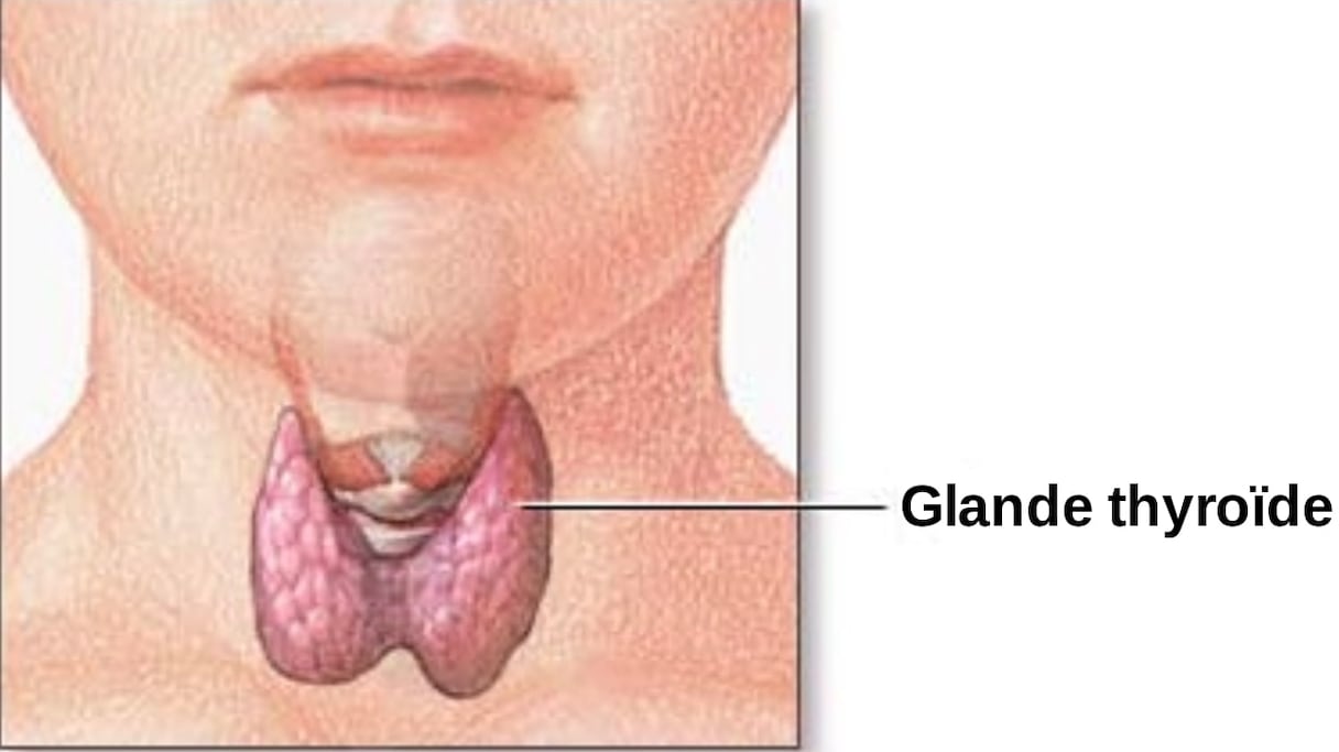 Schéma de la glande thyroïde.
