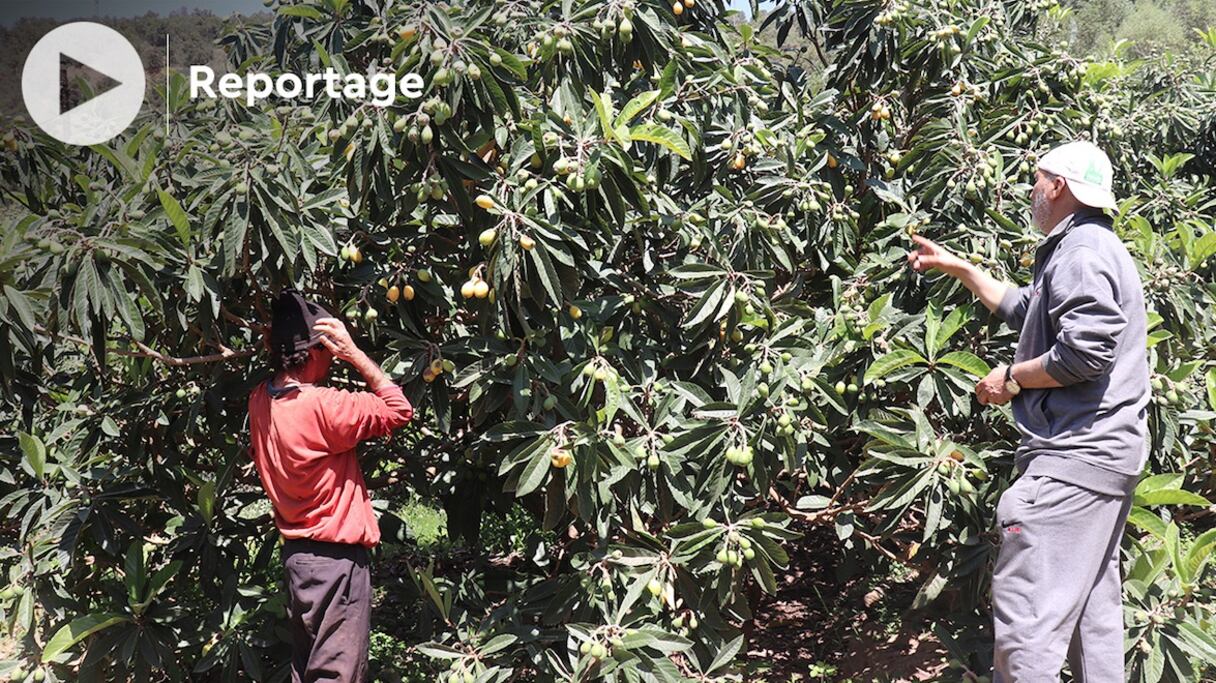 Dans l'Oriental, les vergers de néfliers couvrent une superficie de près de 600 hectares, c'est plus de 80% de la superficie plantée de ces fruits d'été au Maroc. 
