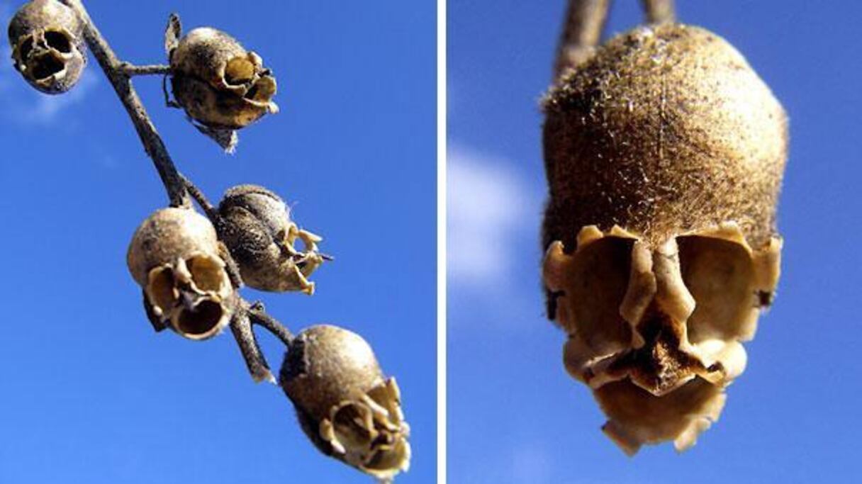 Et que dire de ces grappes de crânes humains (Antirrhinum) suspendus dans les airs macabre menace?

