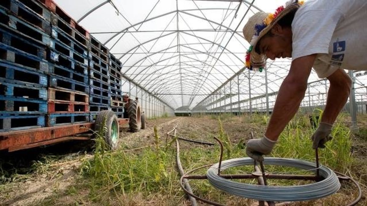 Travailleur agricole. 
