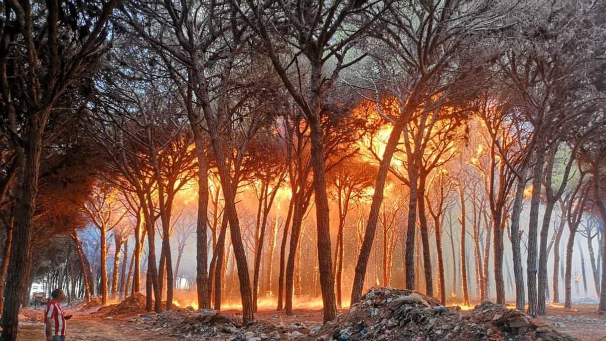 La forêt urbaine La Hipica, près de Larache, ravagée par les flammes.
