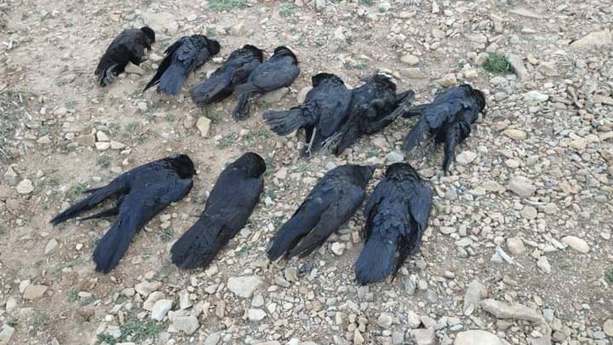 نفوق" العشرات من الغربان في بولمان"