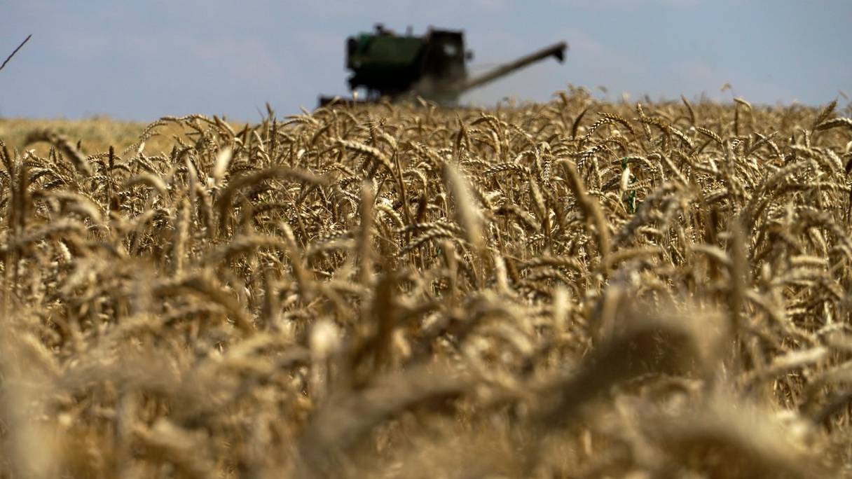 Une moissonneuse-batteuse à céréales récolte du blé près de Novoazovsk, à l'extérieur de Marioupol, au cours de la guerre russo-ukrainienne, le 31 juillet 2022.
