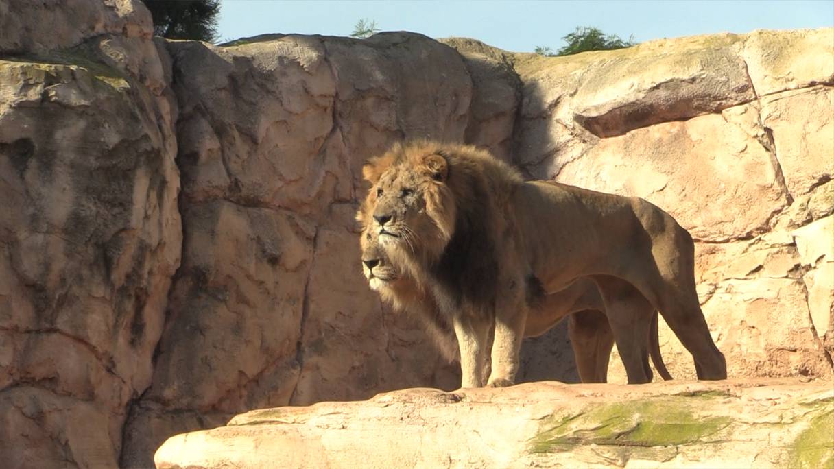 Le parc zoologique de Rabat abrite 38 lions de l'Atlas.
