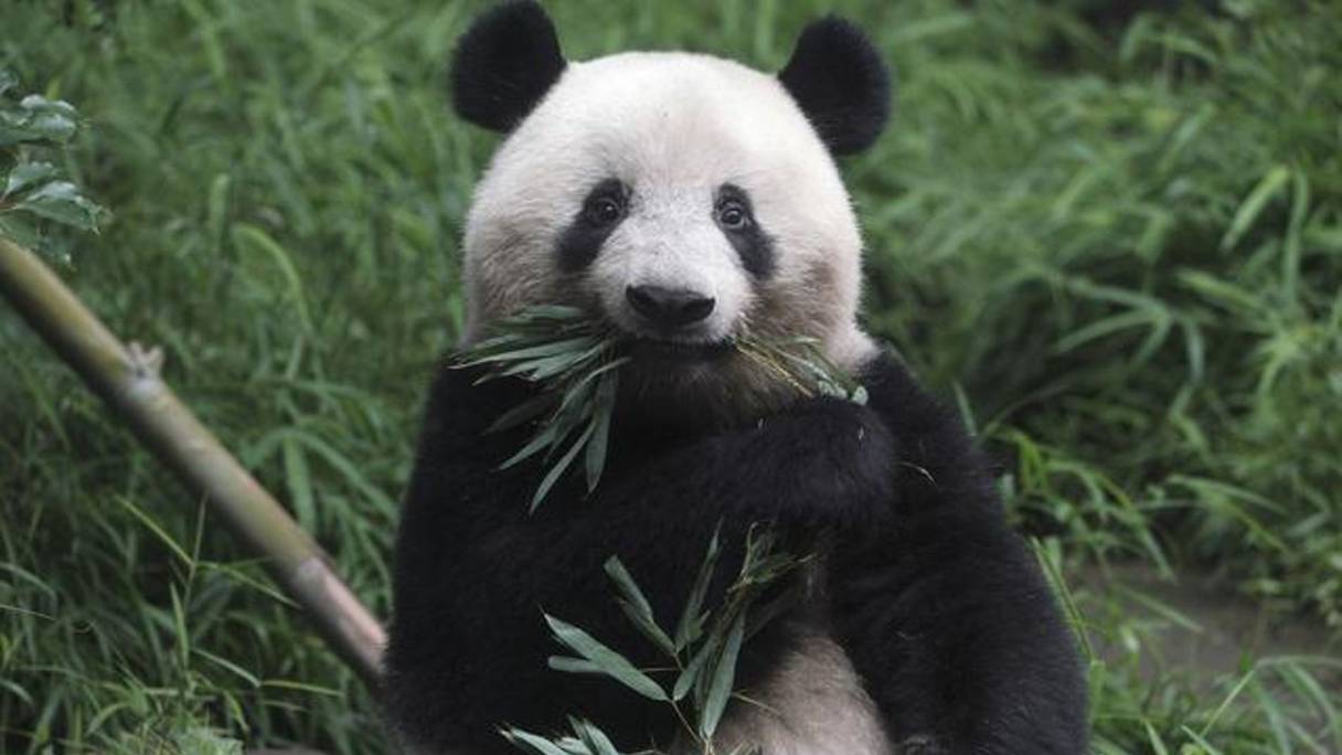 Mei Xiang, la femelle panda géante du zoo de Washington. 
