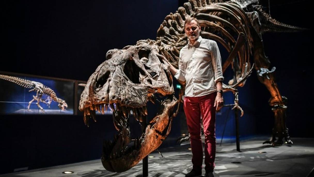 Le paléontologue Ronan Allain, commissaire de l'exposition "Un T.Rex à Paris" pose à côté d'un squelette d'un Tyrannosaurus Rex découvert en 2013.
