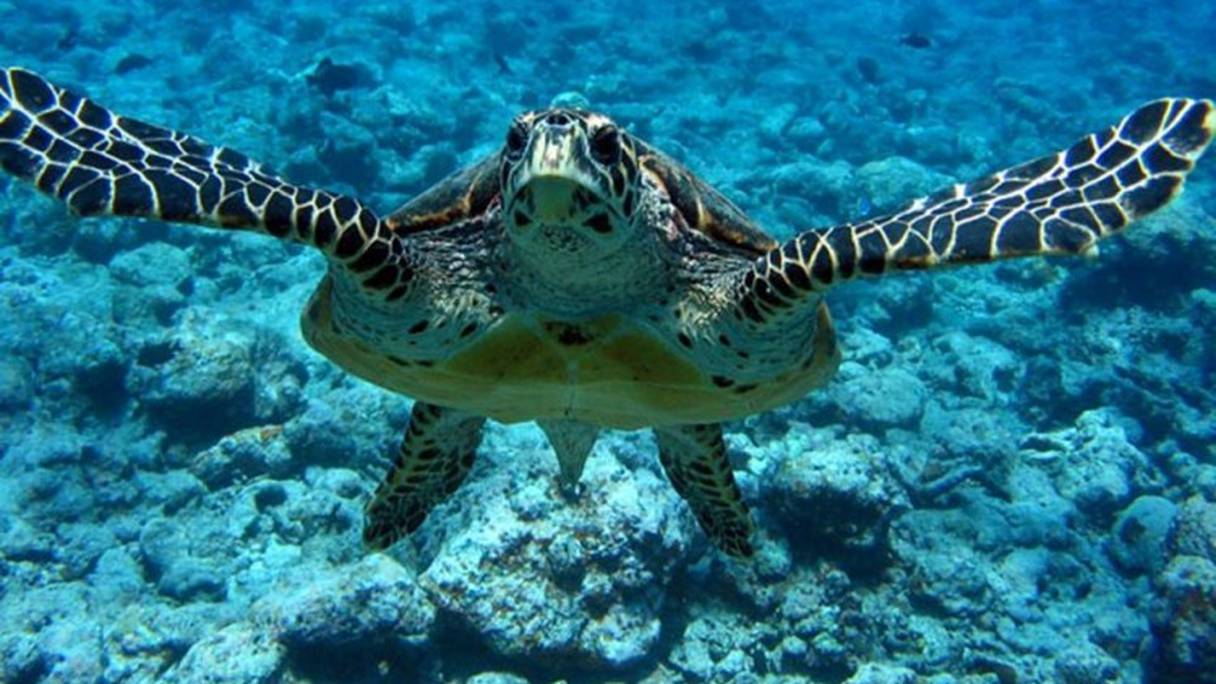 Toutes les tortues marines sont menacées à l’échelle mondiale. Les six espèces pouvant être rencontrées sur les côtes marocaines le sont donc aussi.
